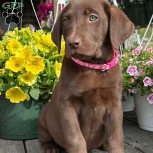 Jill, Chocolate Labrador Retriever Puppy